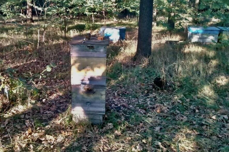 На пасіці в Бучанській громаді виявили замінований вулик