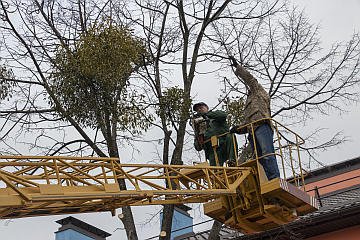 Санітарна обрізка дерев у місті Вишневе проводиться більше 20 років